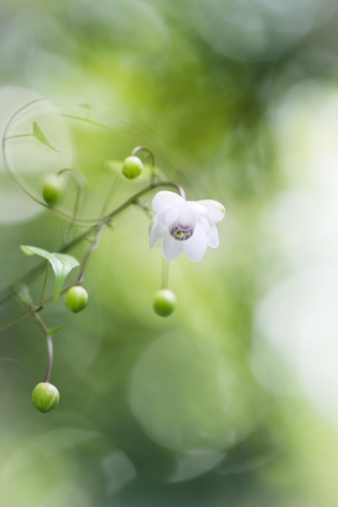 FE 135mm F1.8 GMで撮影したレンゲショウマ