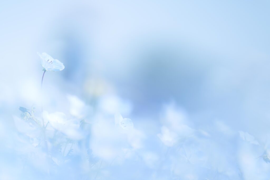 FE 135mm F1.8 GMで撮影したネモフィラ