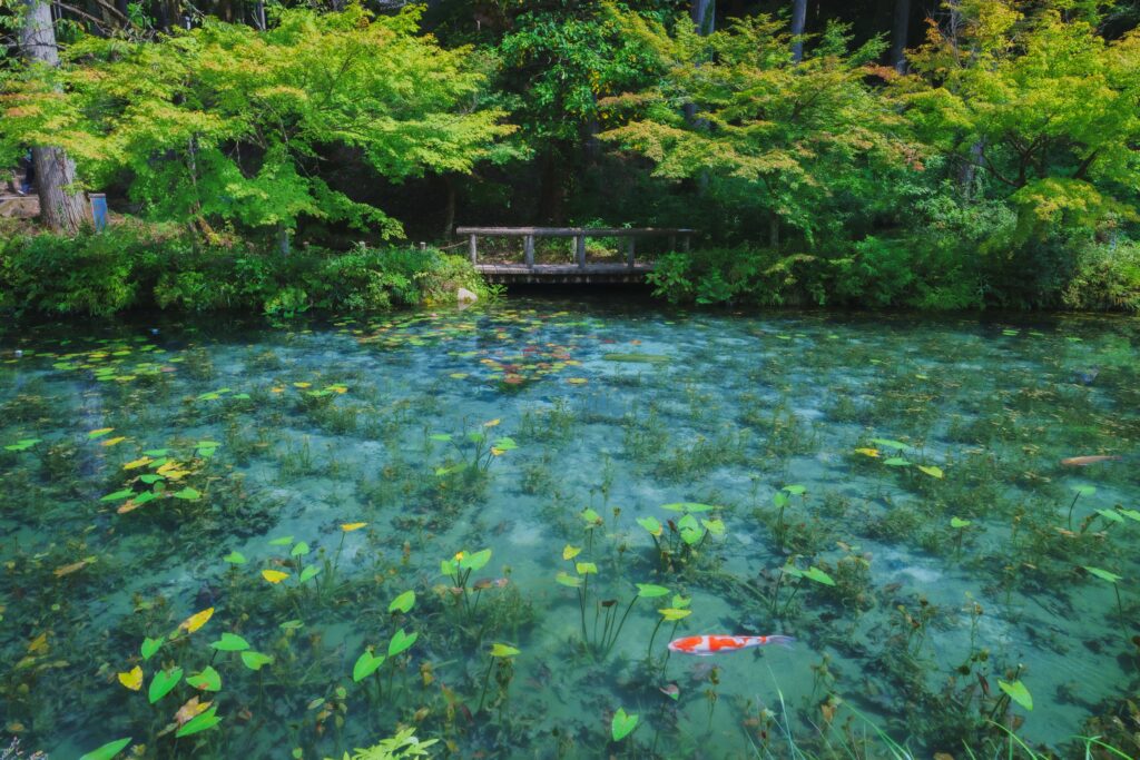 CPLフィルターで水面反射を除去、葉っぱのテカリを抑えた写真