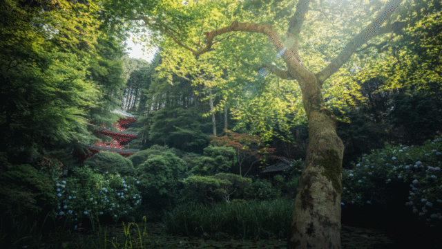 CPLフィルターで緑のテカリがなくなった写真。アイキャッチ画像。