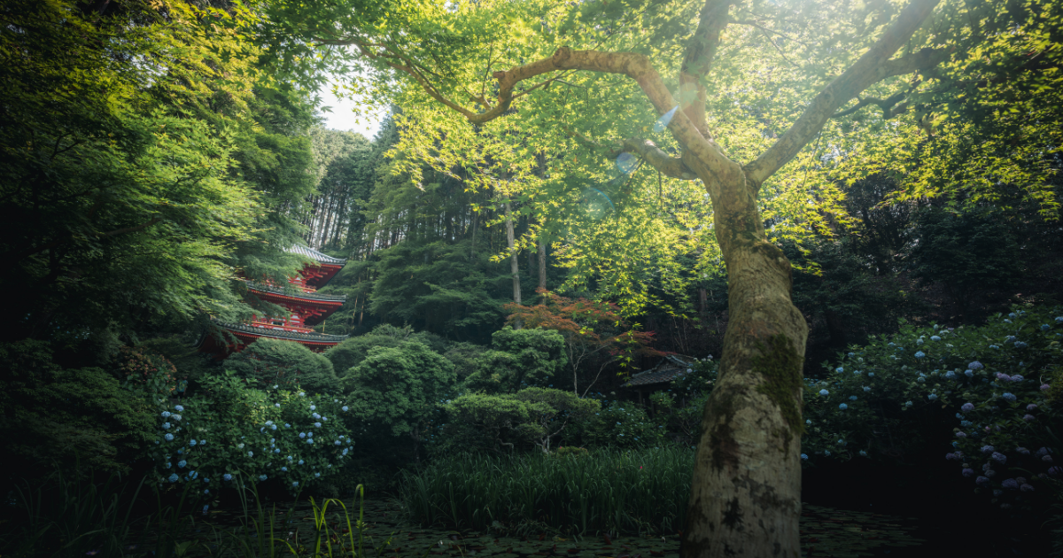 CPLフィルターで緑のテカリがなくなった写真。アイキャッチ画像。