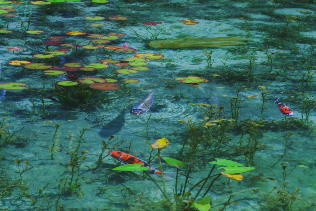 CPLフィルターで水面反射がなくなった写真