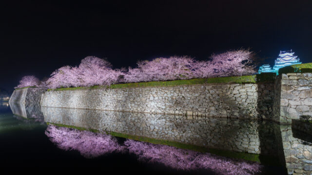 夜桜のリフレクション