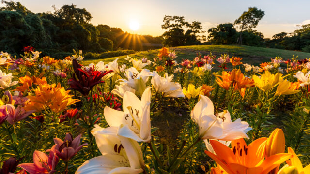 夕焼けの百合の花