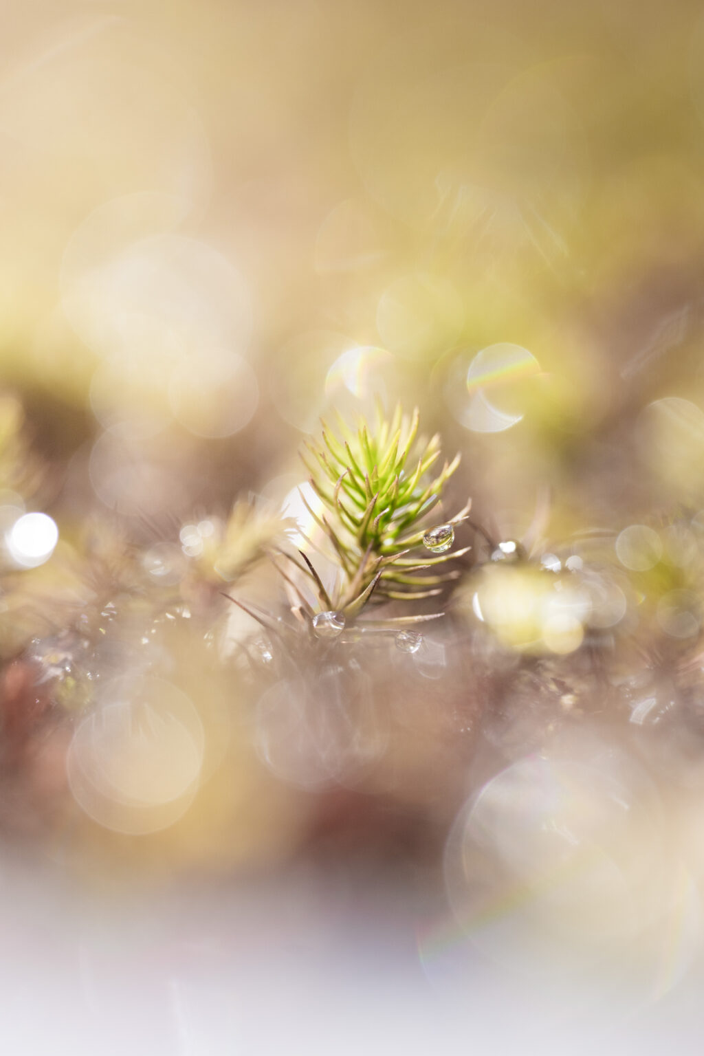 SONY FE 100mm F2.8 Macro GM 作例10