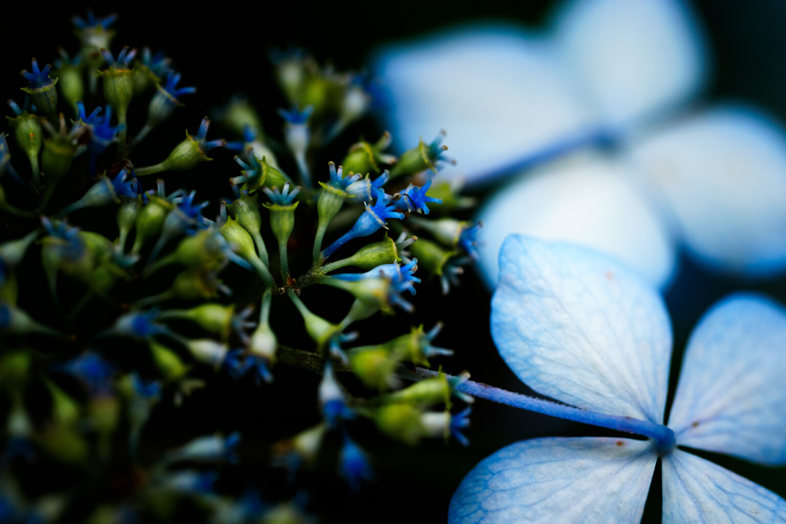 SONY FE 100mm F2.8 Macro GM 作例8