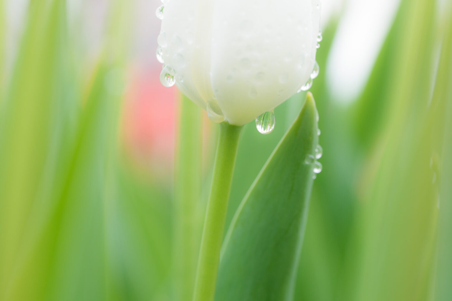 SONY FE 100mm F2.8 Macro GM 作例3
