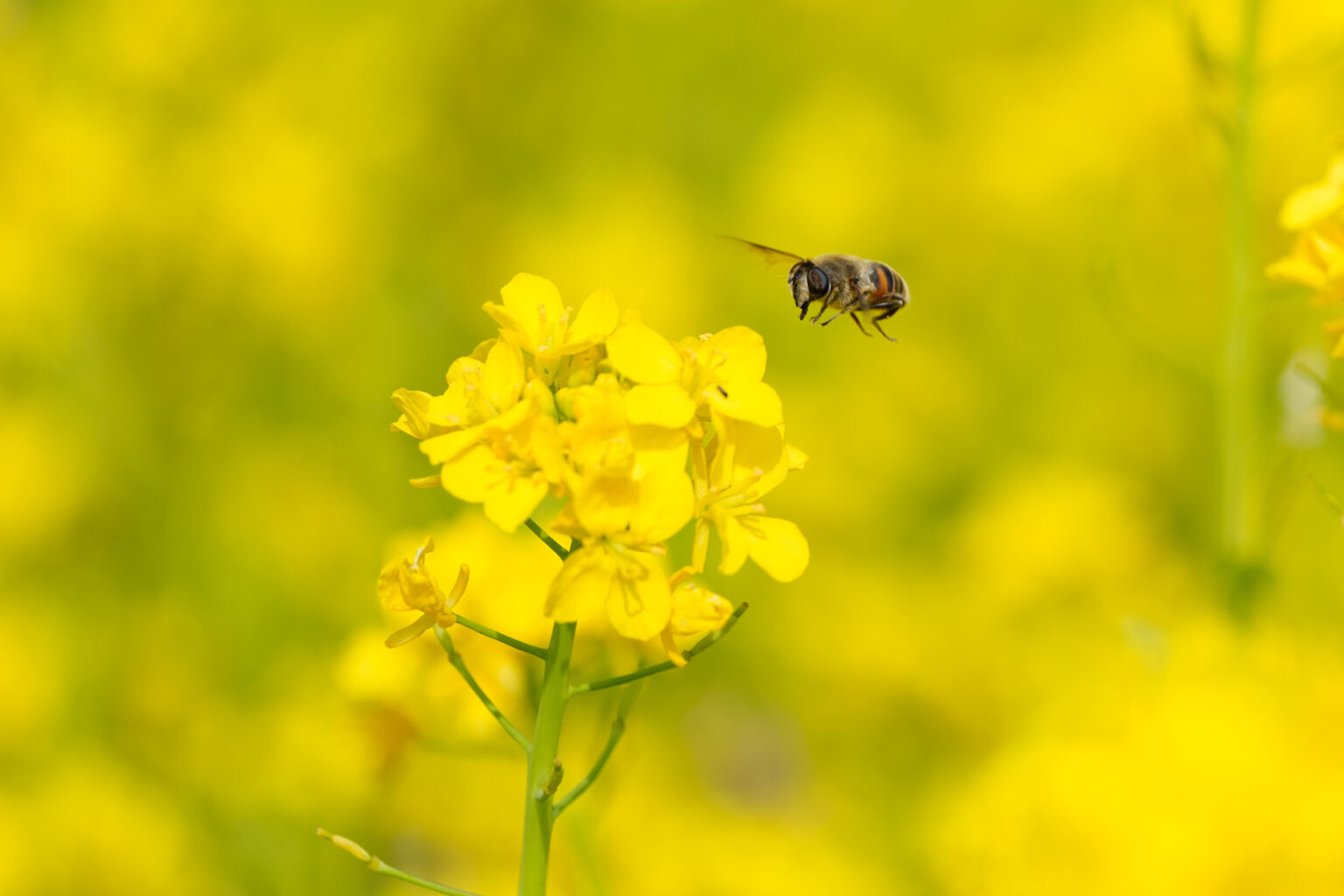 SONY FE 100mm F2.8 Macro GM 作例7