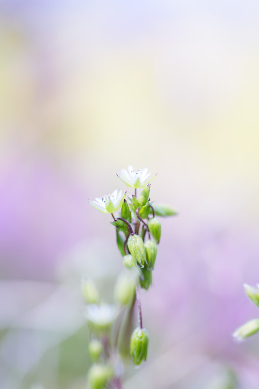 SONY FE 100mm F2.8 Macro GM 作例5