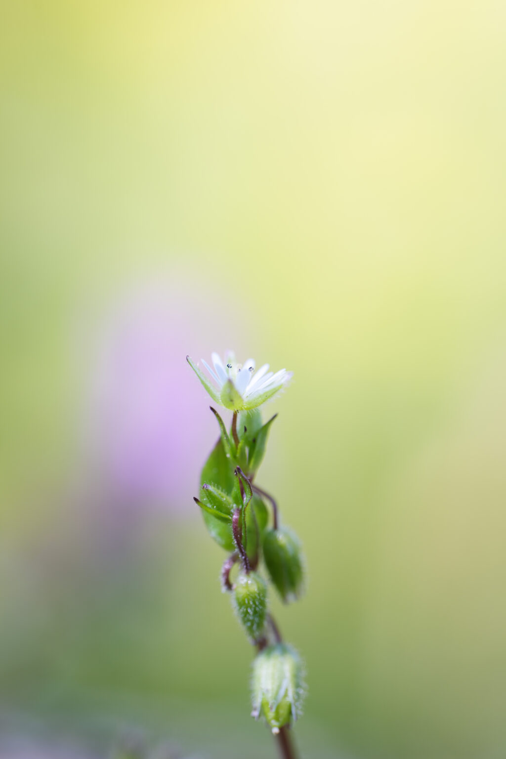 SONY FE 100mm F2.8 Macro GM 作例6
